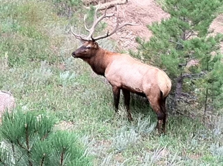 Bull elk